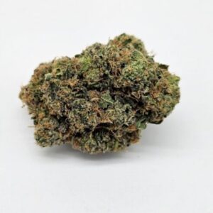 THE GREEN PLANET | BLACK MAPLE (GP) - HYBRID