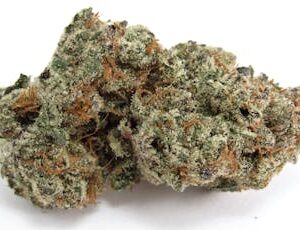 Red Pavé | Cinnamon Horchata x Pavé | Green Planet | Hybrid