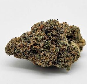 THE GREEN PLANET | GUAVA TART (GP) - SATIVA