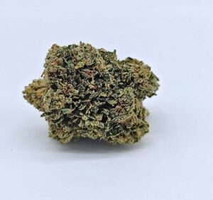 Ebb & Flow | ANIMAL JAM (E&F) - HYBRID