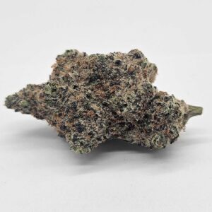 GARY PAYTON (GP) - HYBRID