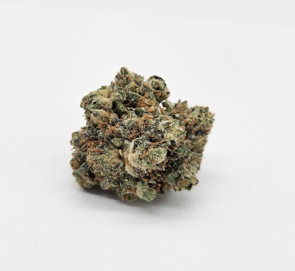ROYAL JESTURE (GP) - INDICA