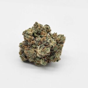 ROYAL JESTURE (GP) - INDICA
