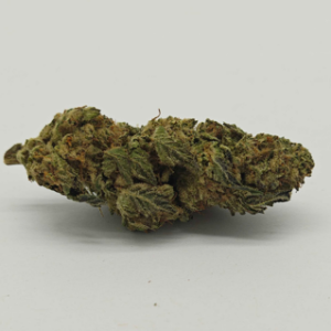 OD Roasted Garlic Margy | GMO X Frozen Margy | William's Wonder | Indica Hybrid