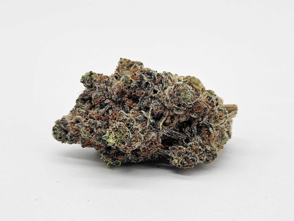 FRENCHIE (GP FARMS) - HYBRID