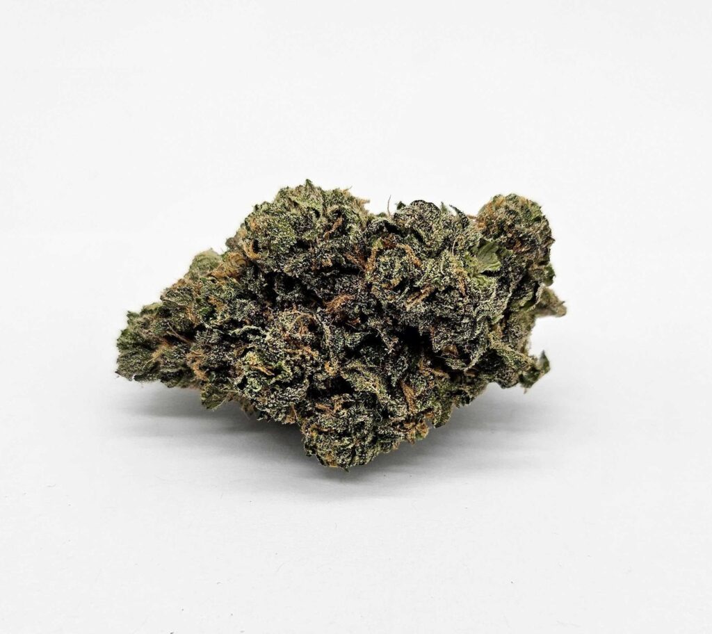 GOOFIEZ (MERAKI) - INDICA