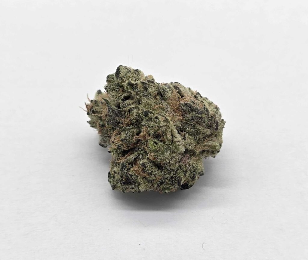 GOVERNMINT OASIS (AVITAS) - HYRBID