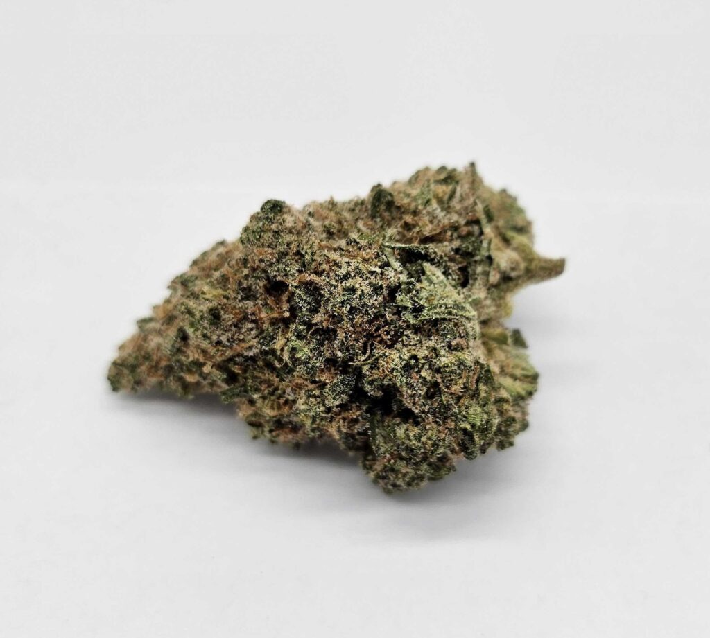 MERAKI MANGO (MERAKI) - HYBRID