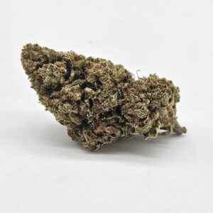 OD MIMOSA (WILLIAMS WONDER) - SATIVA