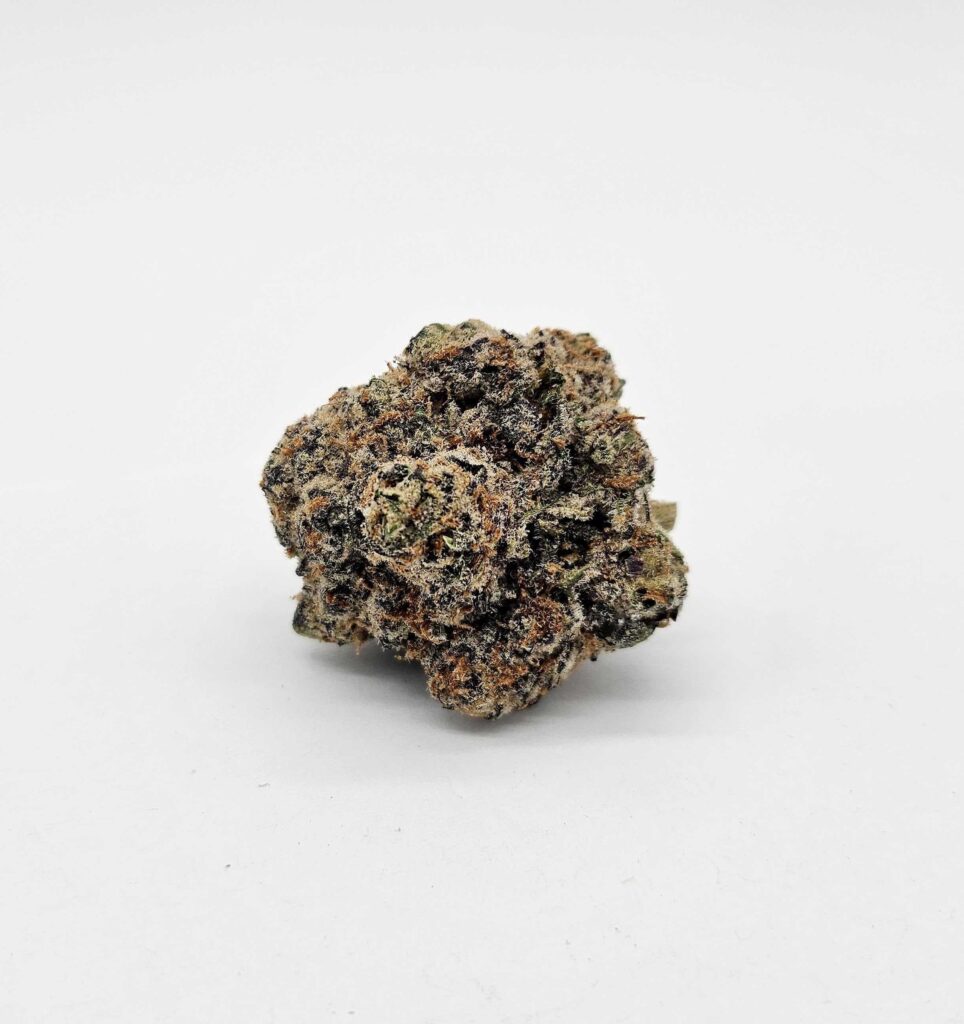 ROYAL RUCKUS (GP FARMS) - HYBRID