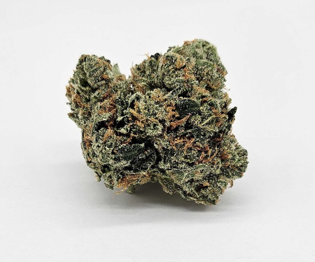 HEADLINE (GP) - INDICA