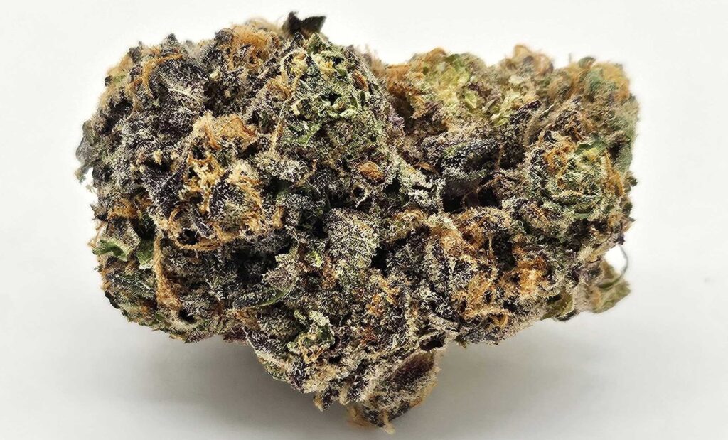 PURPLE CHROME (GP) - INDICA