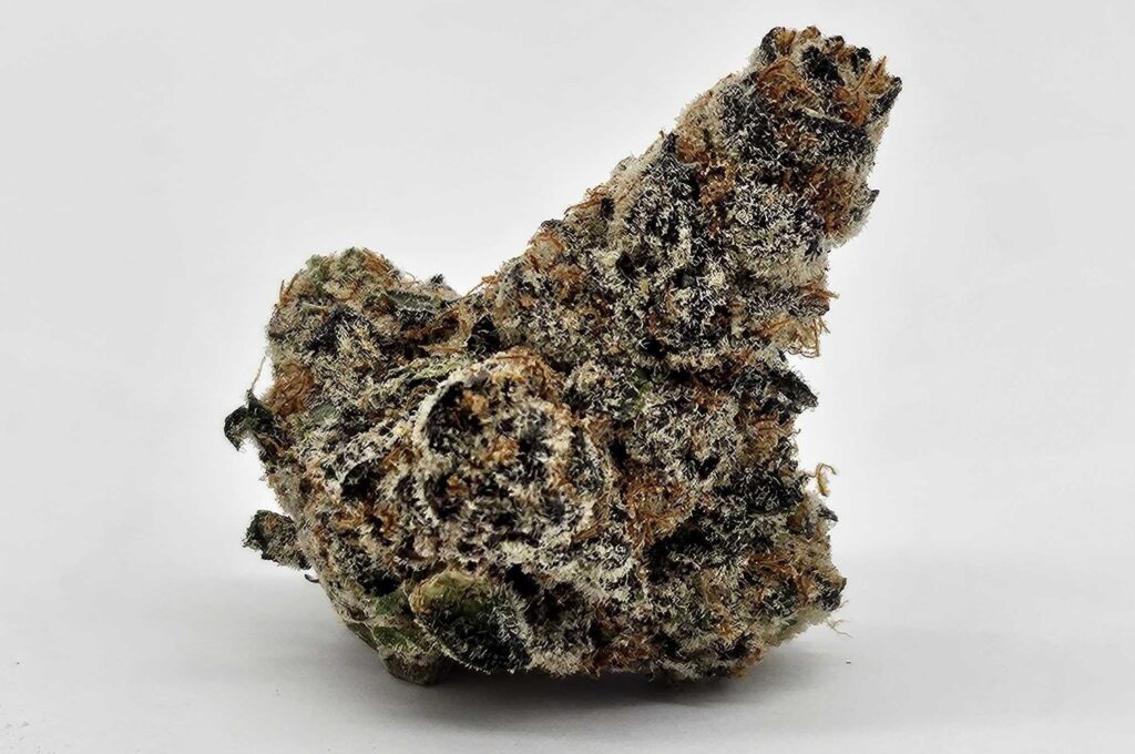 MORNING DEW (GP FARMS) - HYBRID