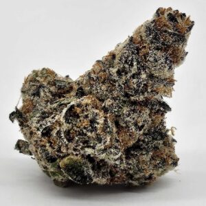 MORNING DEW (GP FARMS) - HYBRID