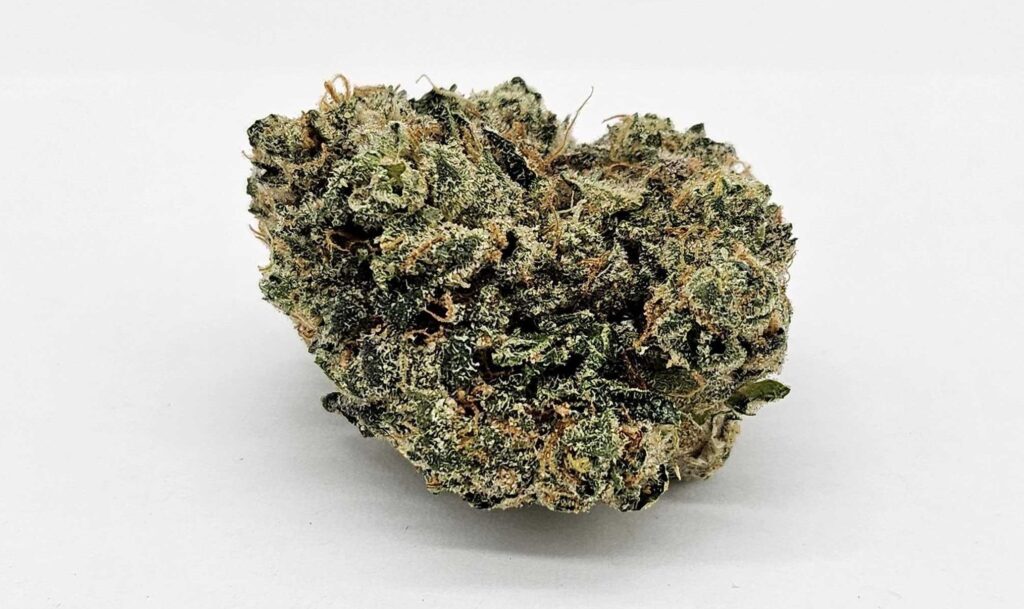 MOTOR BOW (GP) - INDICA