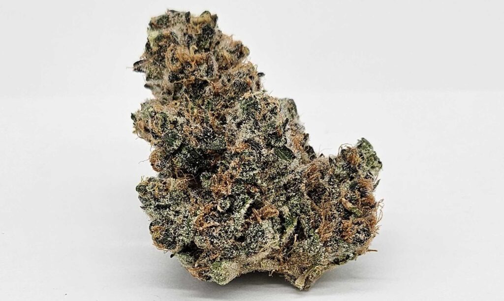 THE GREEN PLANET | SUPER BOOF (GP) - HYBRID