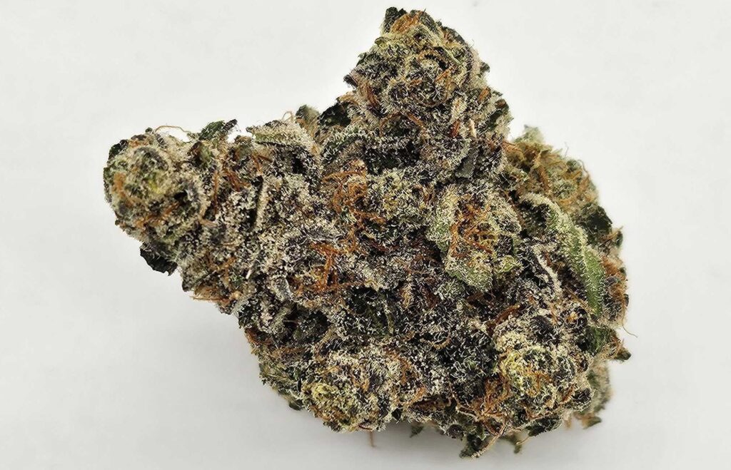BANANA BREEZE (GP) - HYBRID