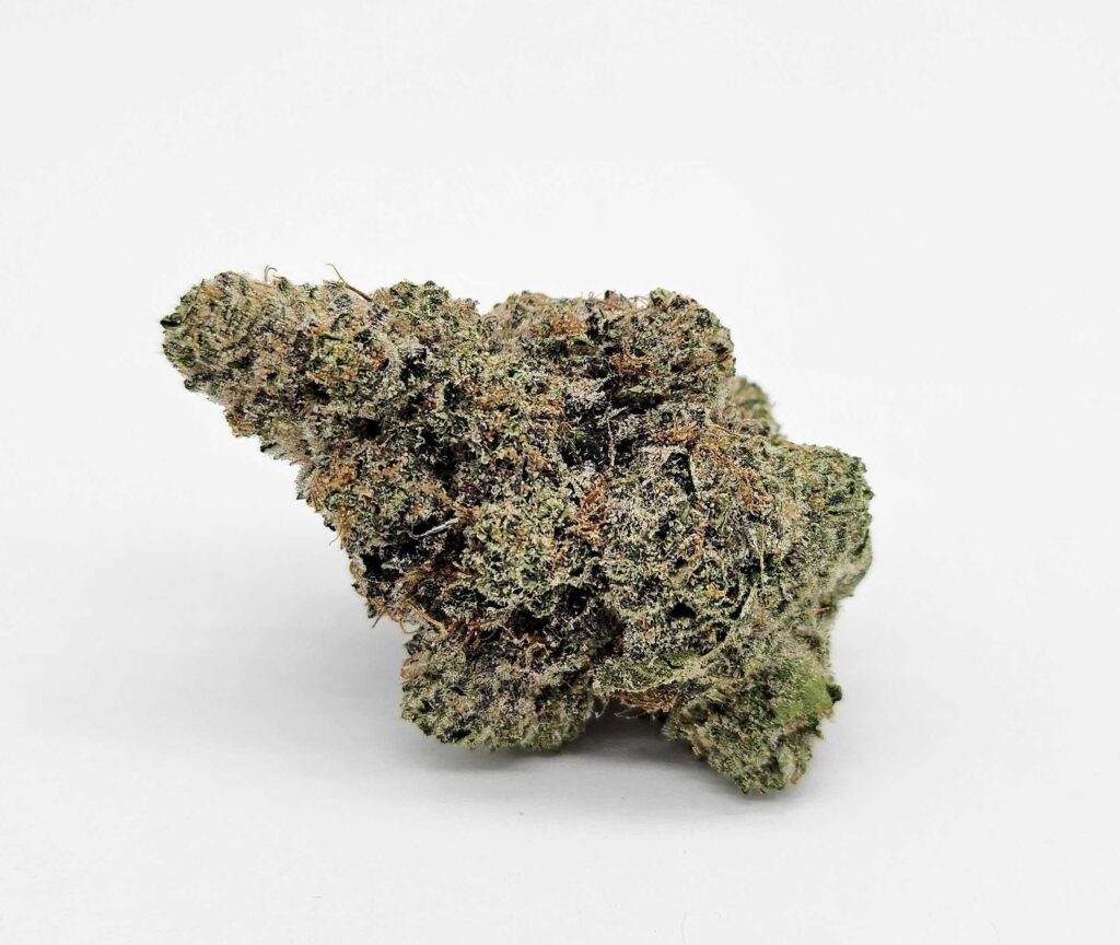 BANANACONDA (MERAKI) - HYBRID