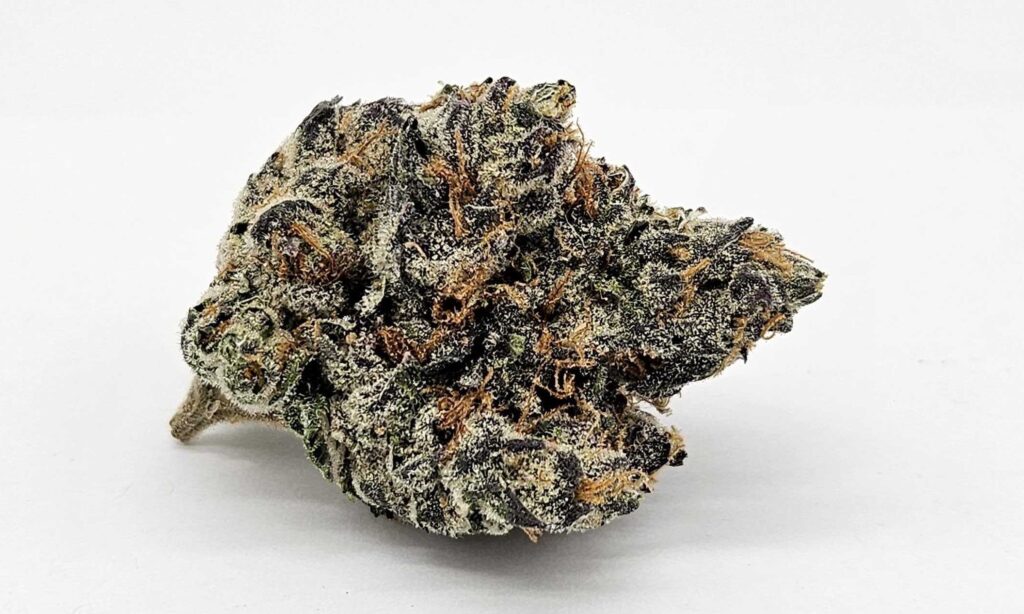 CLARK GRISWOLD (GP FARMS) - INDICA