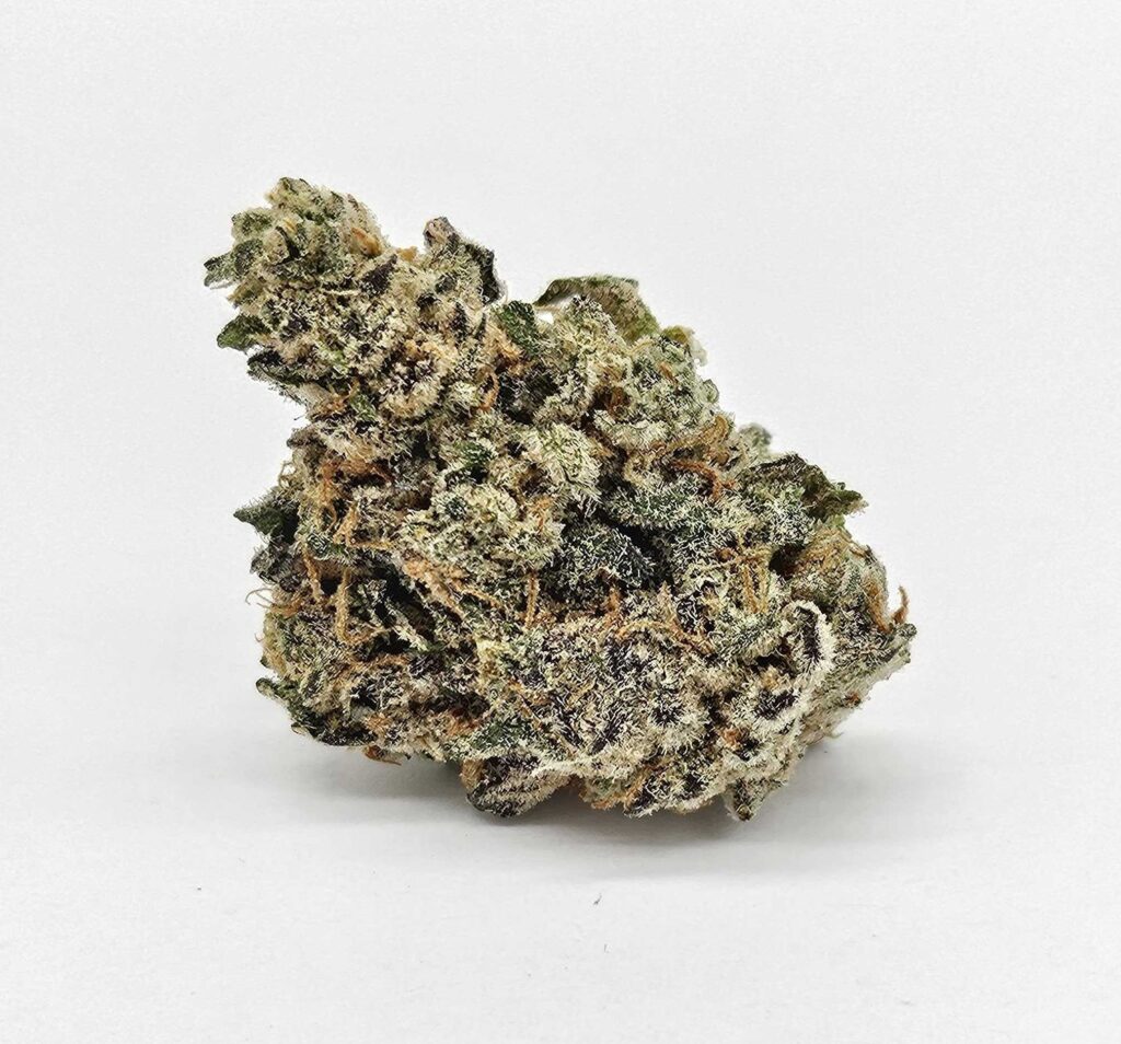 GP FARMS GREEN CREST (GP) - HYBRID
